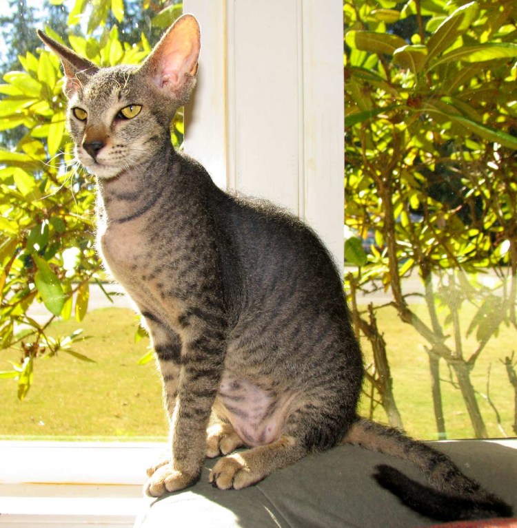 Сфинкс Петерболд прямошерстный