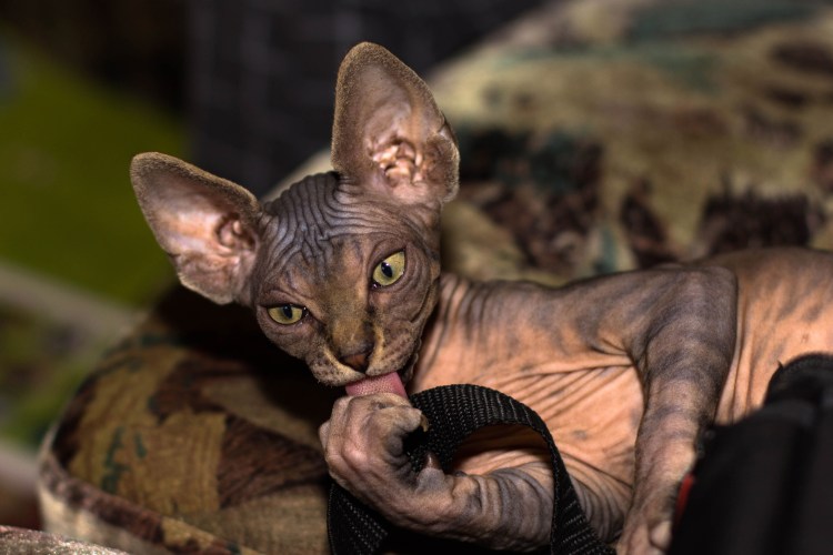 Белый Петерболд браш