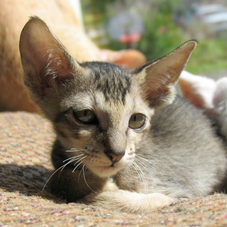 Порода сфинкс Петерболд