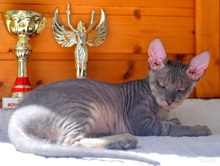 Канадский сфинкс фото взрослых кошек