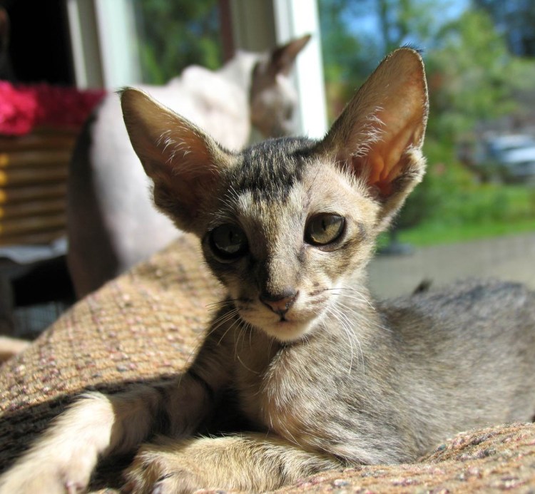 Петербургский браш Петерболд