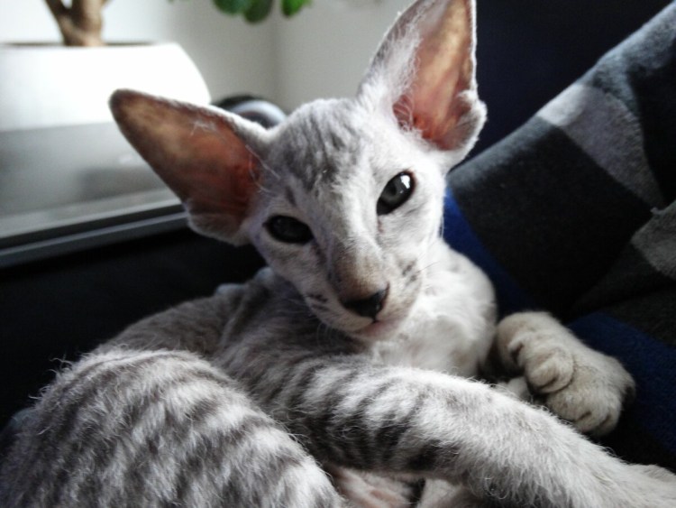 Сфинкс Ориентал