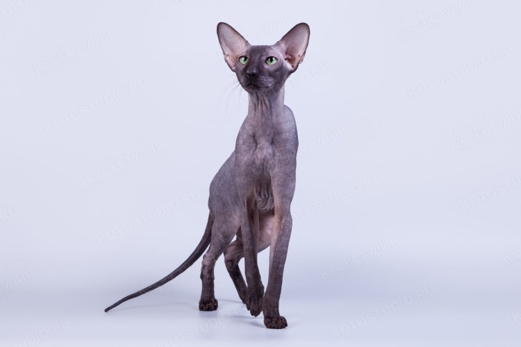 Корниш рекс