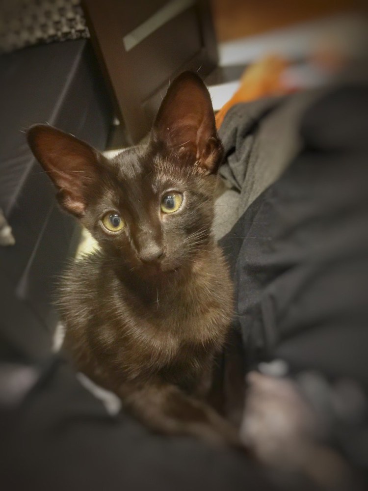 Донской сфинкс прямошерстный