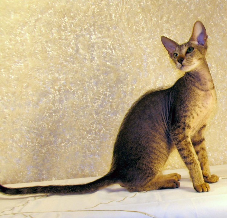 Ориентальная кошка