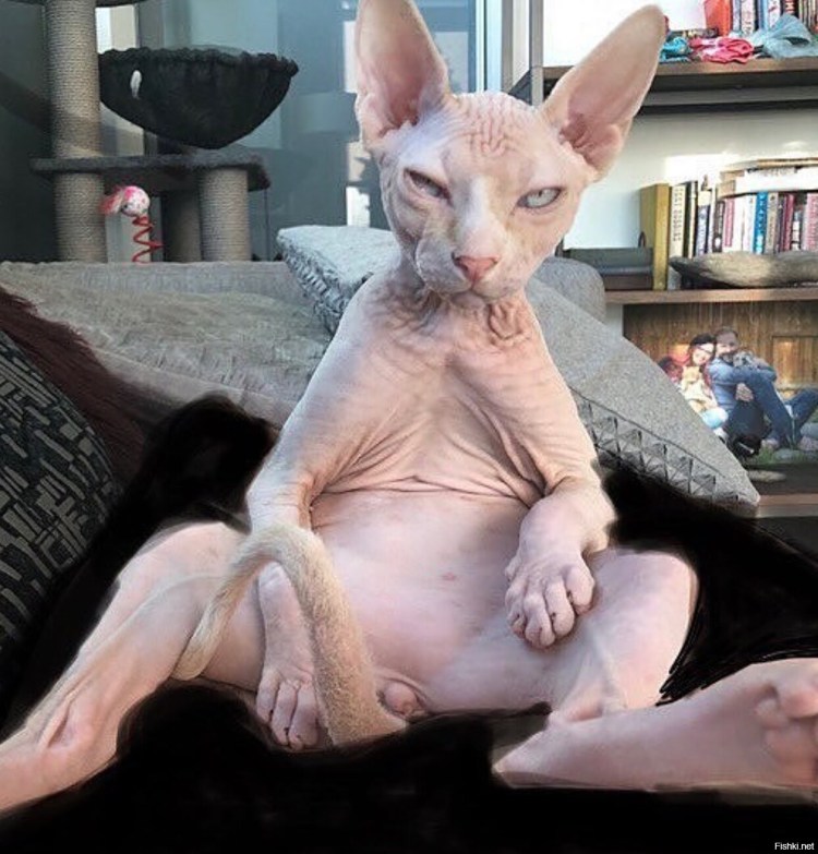 Петерболд Петербургский сфинкс