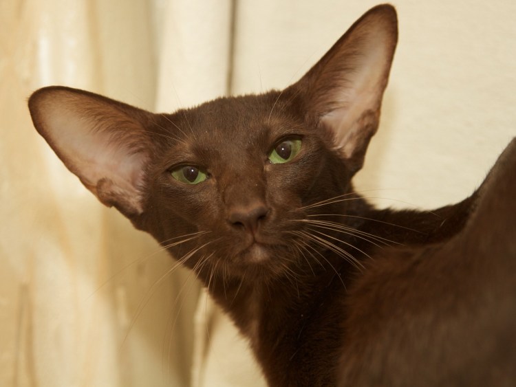 Петерболд Петербургский сфинкс