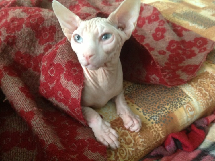 Петербургский сфинкс Ориентал