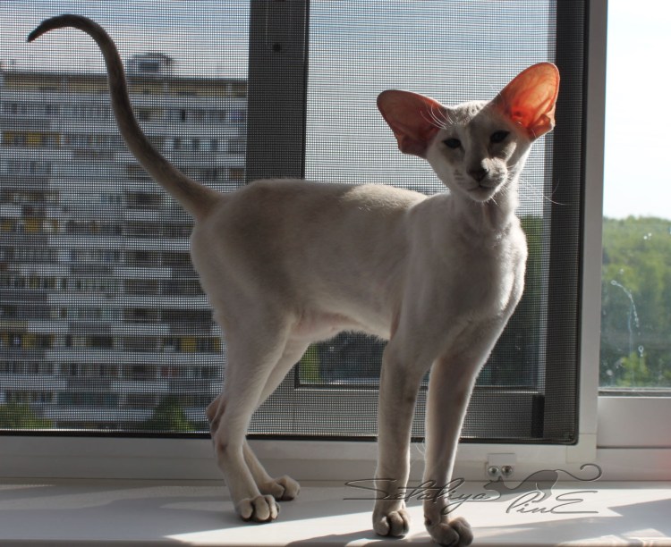 Сфинкс кошка Петерболд