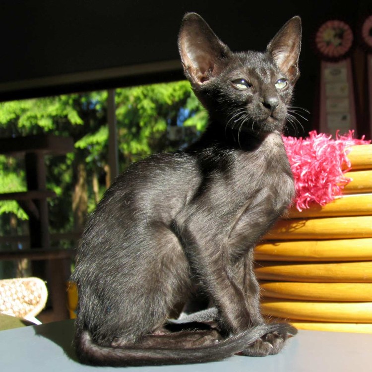 Донской сфинкс прямошерстный