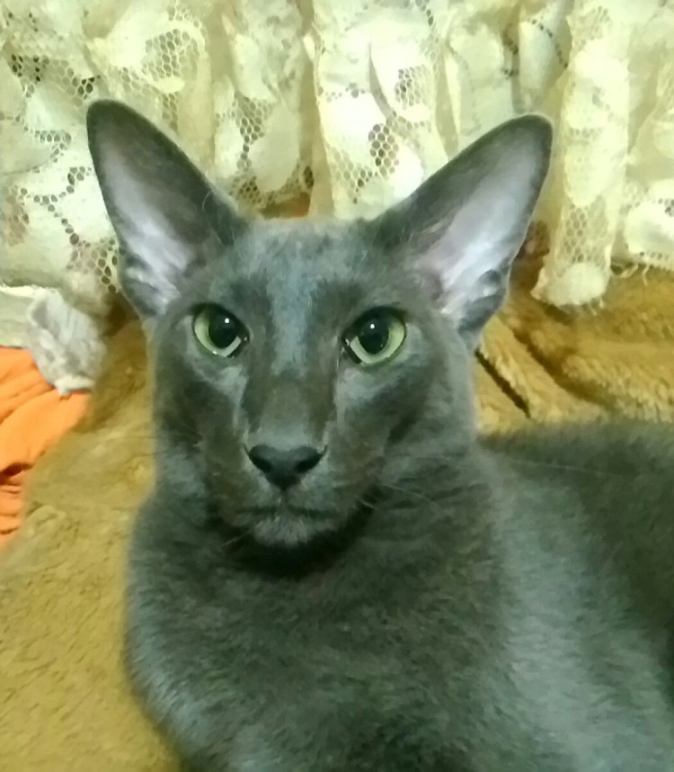 Донской сфинкс чистокровный