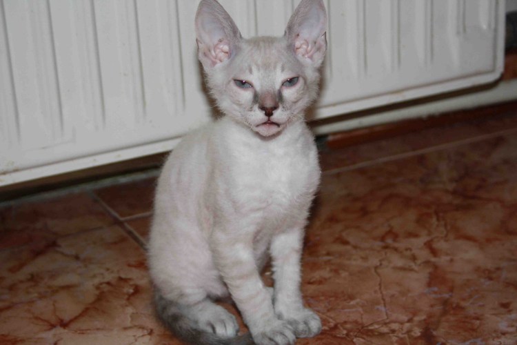 Петерболдскую породы