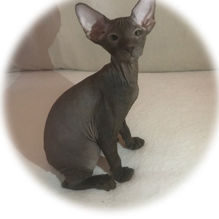 Сфинкс Петерболд