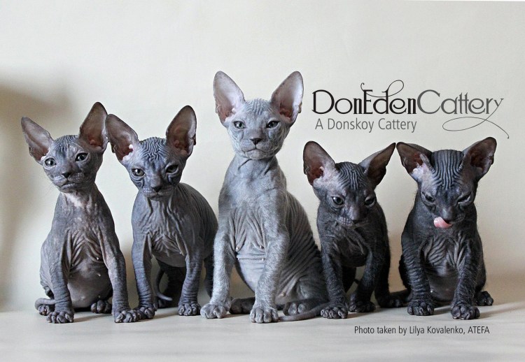 Донской сфинкс браш