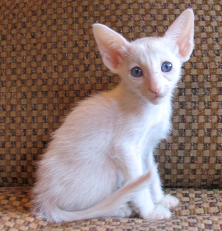 Сфинкс Петерболд Вариетта