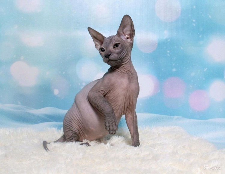 Сфинкс Петерболд прямошерстный