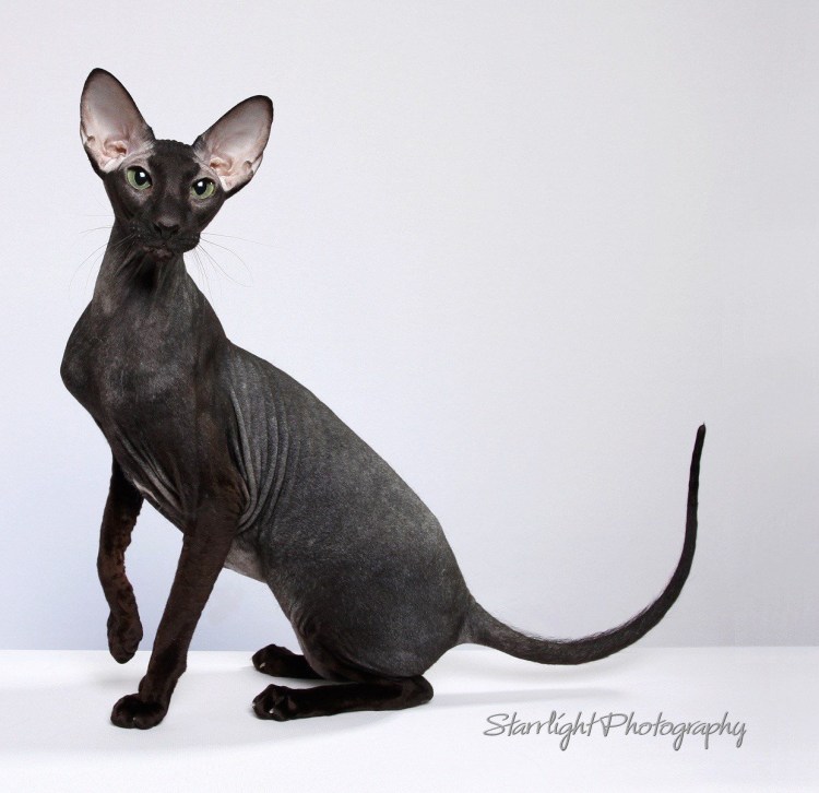 Сфинкс короткошерстный