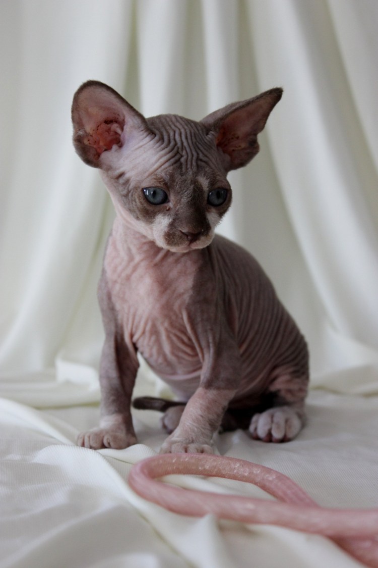 Петерболд браш шоколадный