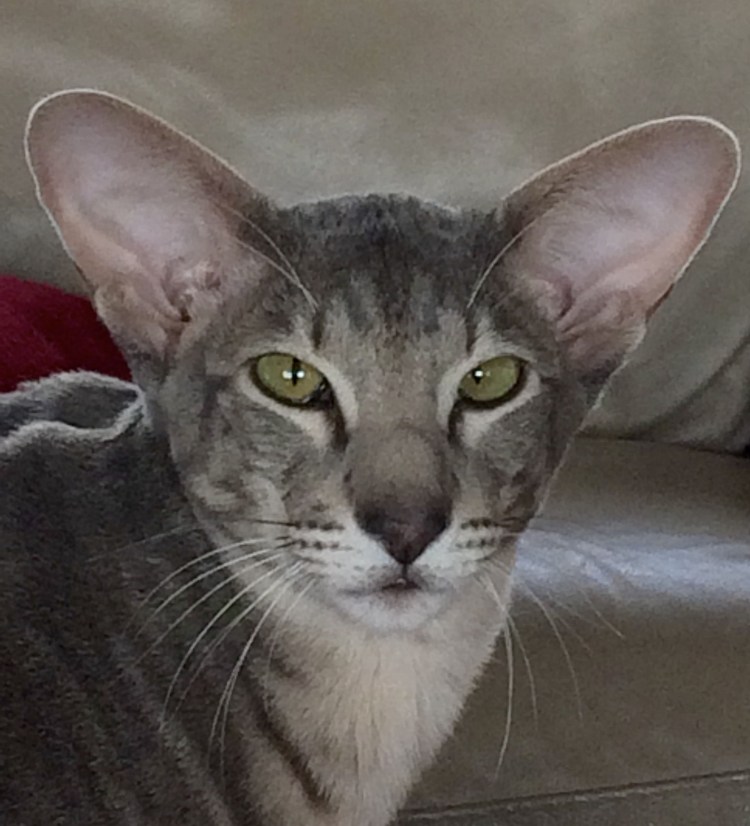 Рыжий Ориентал Петерболд