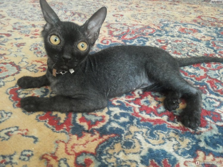 Сфинкс коре шрекс Донской велюр