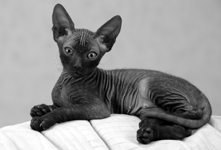 Петербургский сфинкс Вариетта