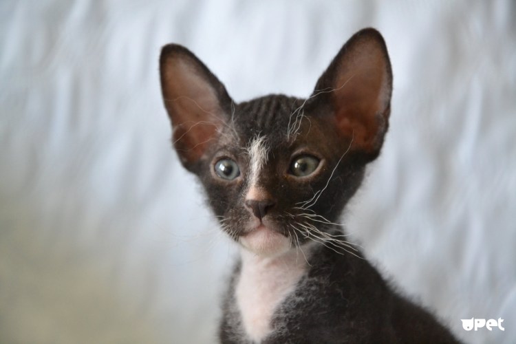 Петерболд котята