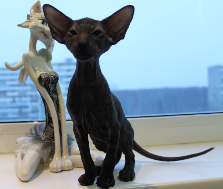 Гетерохромный сфинкс