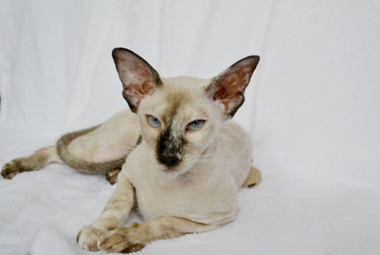 Петерболды прямошерстные