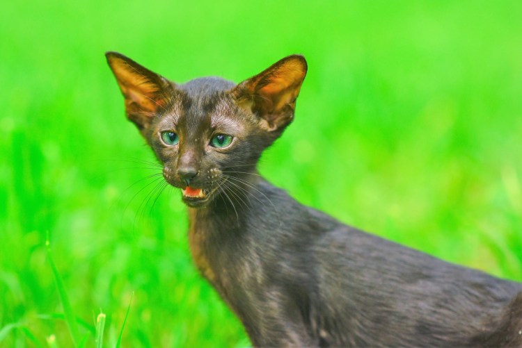 Донской сфинкс браш