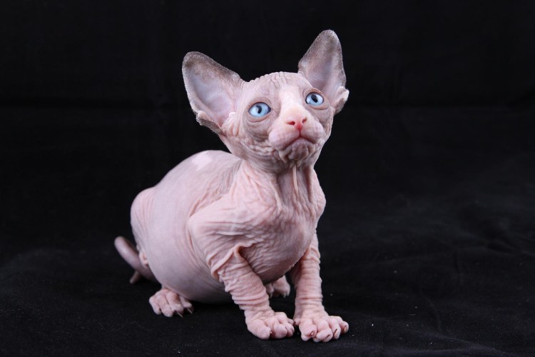 Сфинкс Петерболд