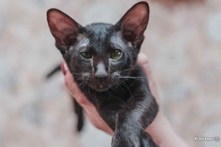 Донской сфинкс прямошерстный