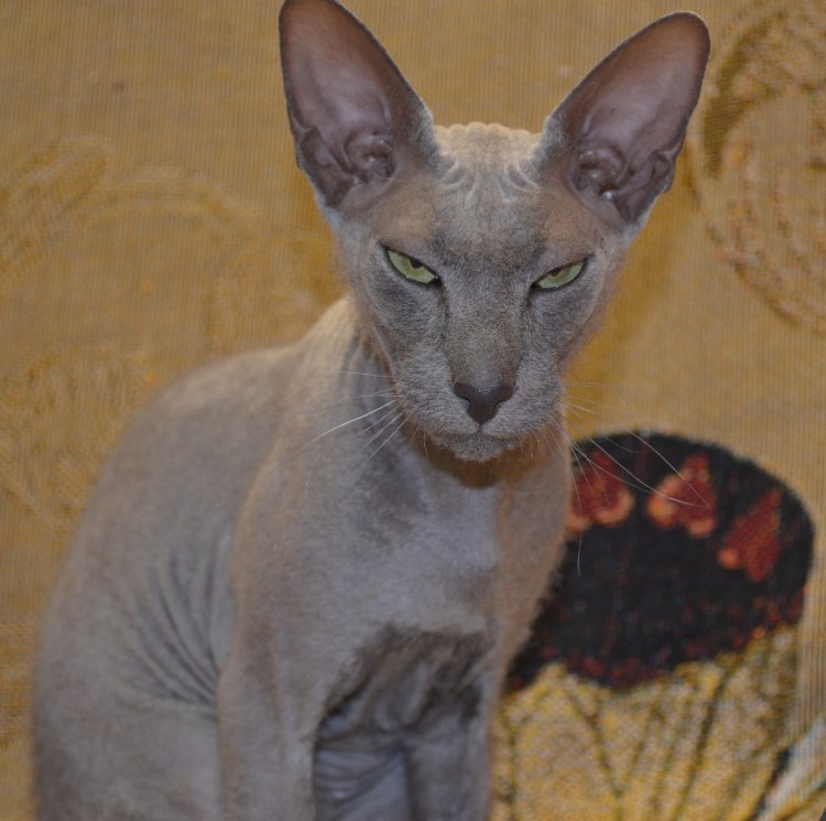 Петербургский сфинкс прямошерстный