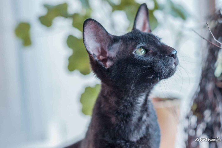 Петерболд Петербургский сфинкс