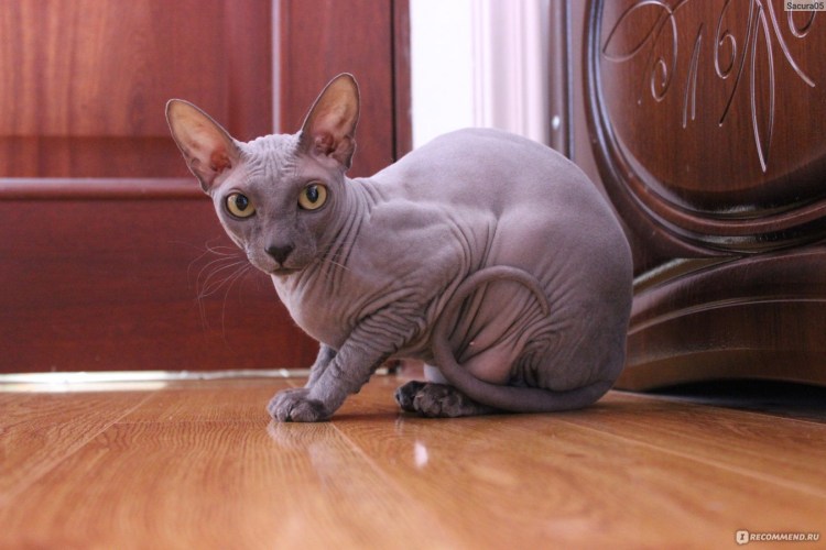 Сиамский Петерболд