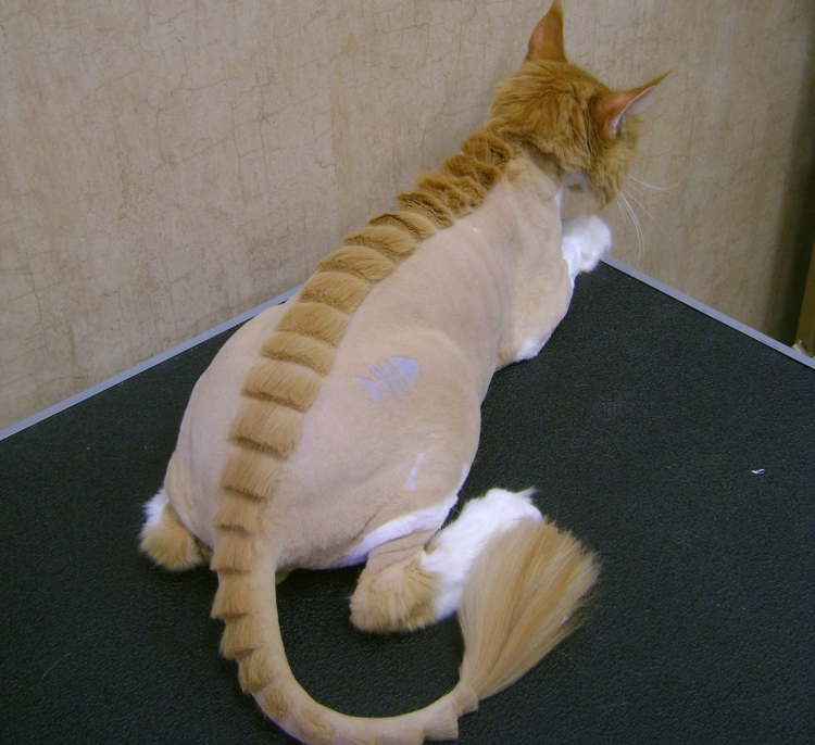 Необычные стрижки котов