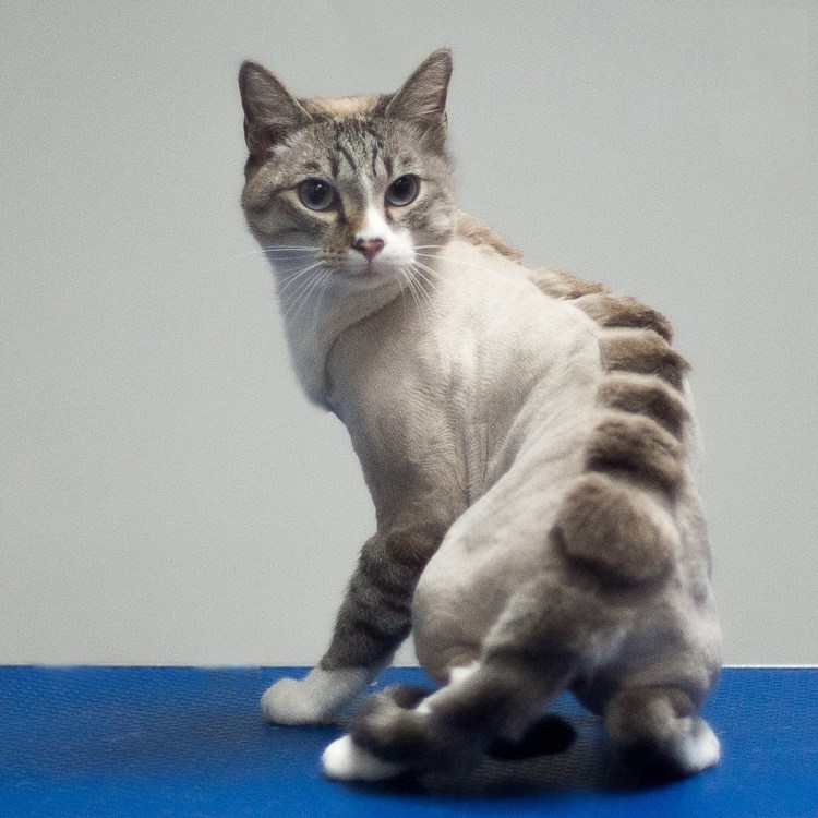 Стрижка короткошерстных кошек