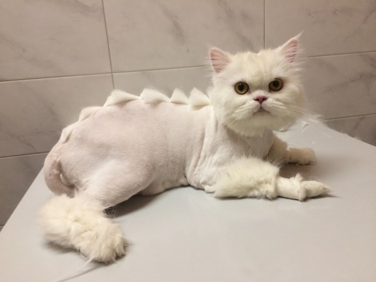 Стрижка котов