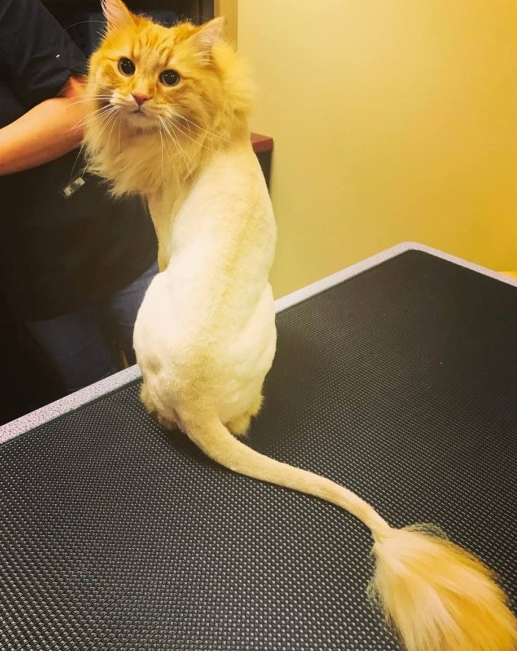 Стрижка кота