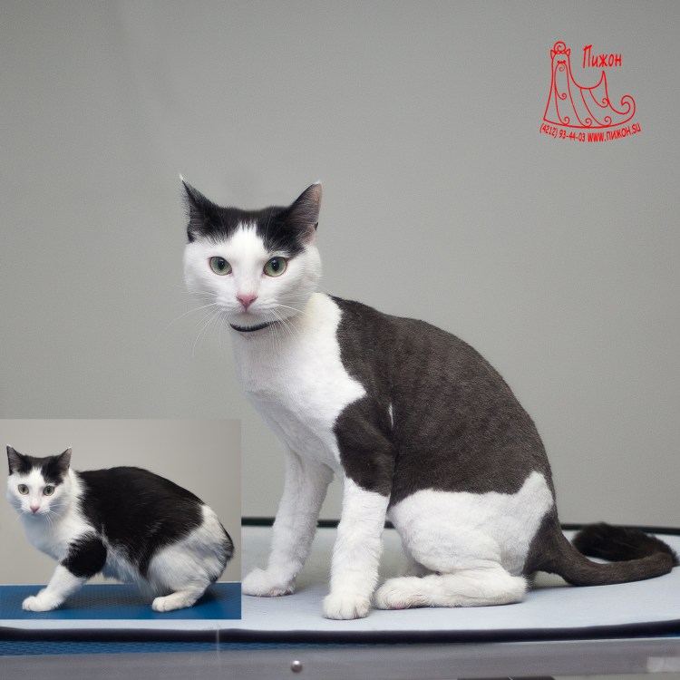 Гигиеническая стрижка кошек