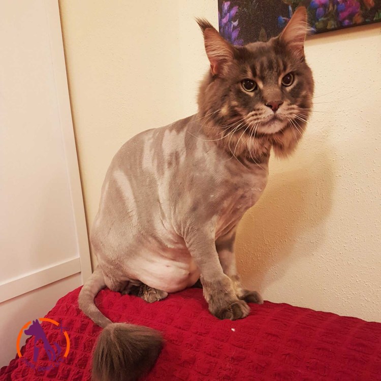 Стрижка корт