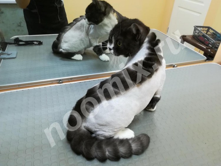 Стрижка длинношерстных кошек