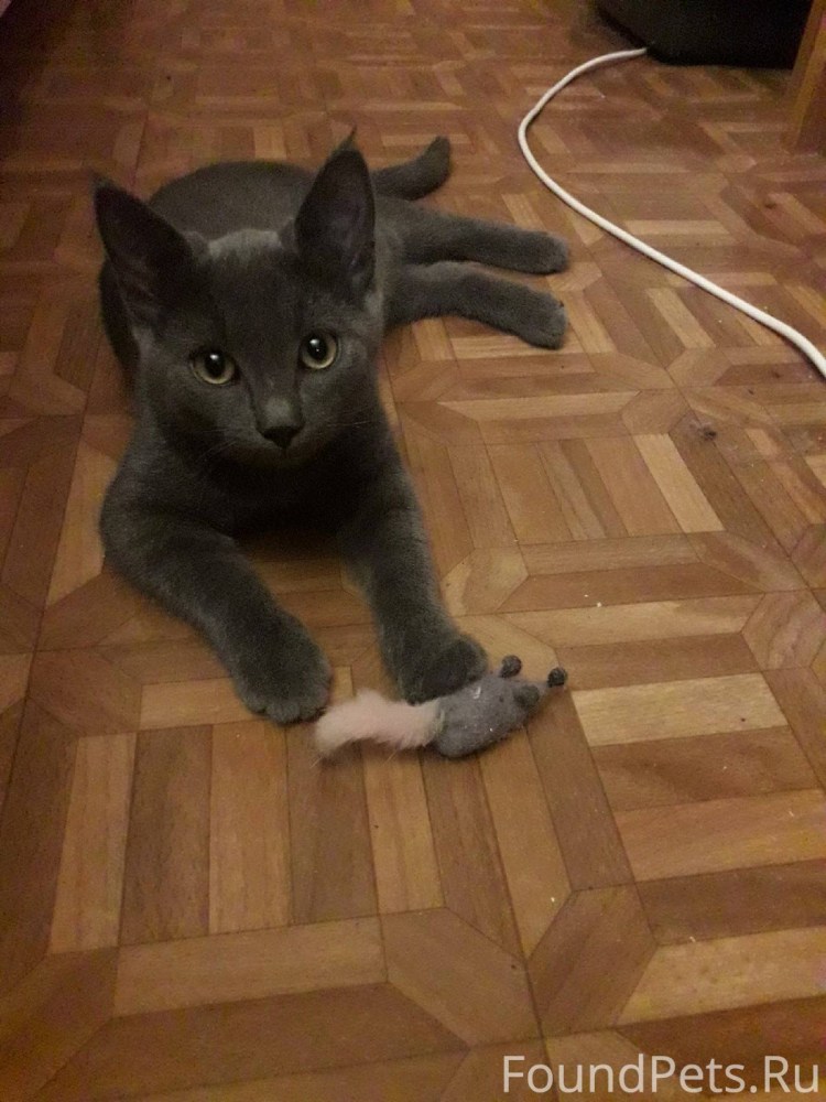 Груминг кошек