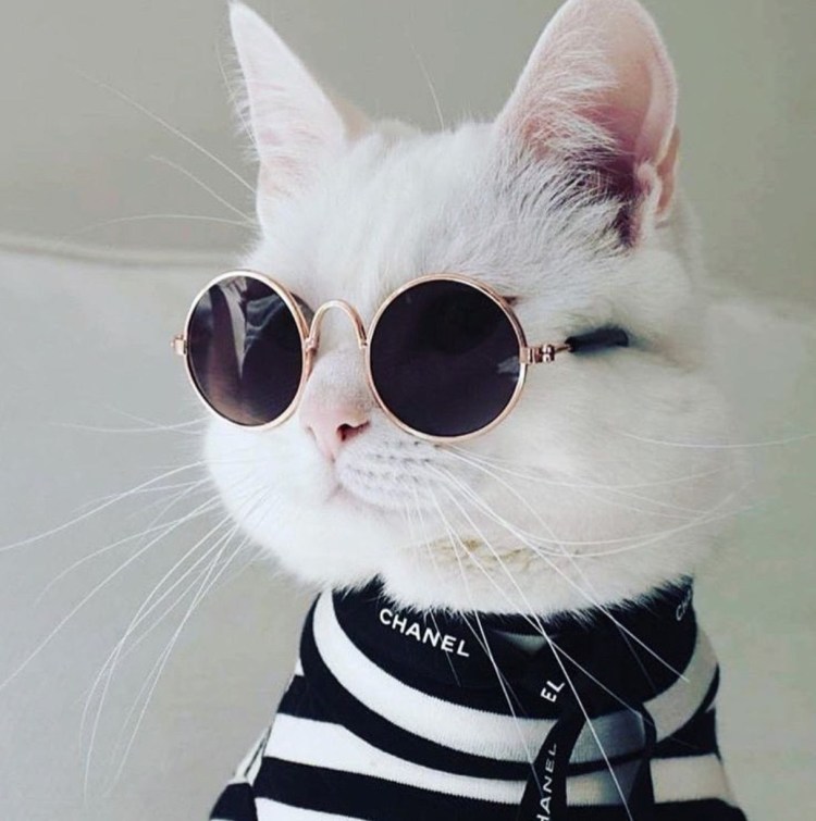 Кот в разноцветных очках