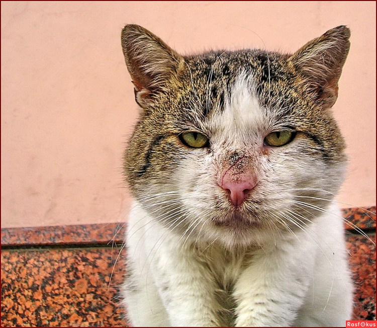 Матерый дворовый кот