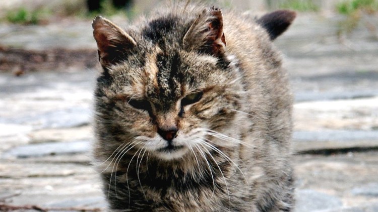 Крашеный кот