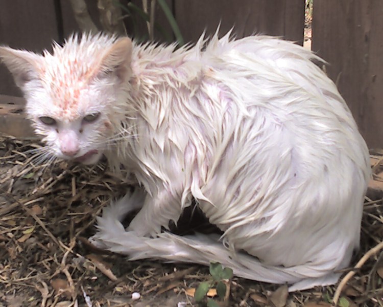 Кошка царапает мебель