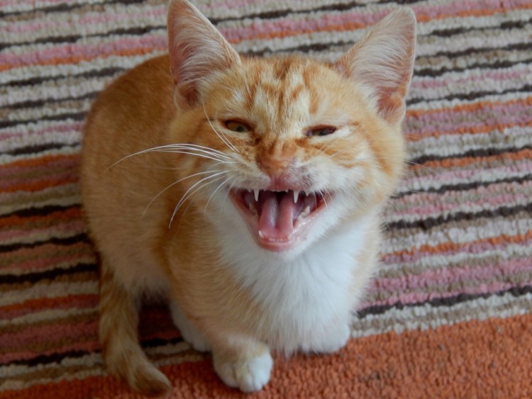 Ободранный котенок