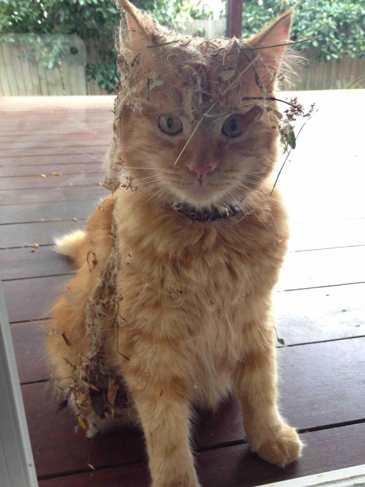 Белый облезлый кот