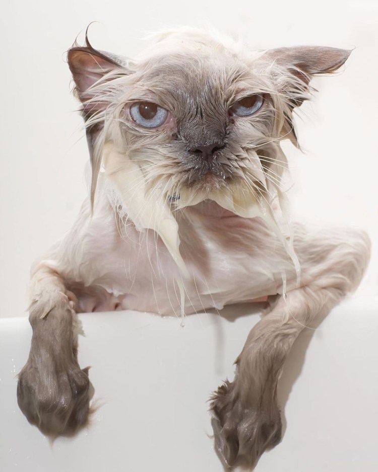 Промокший котенок