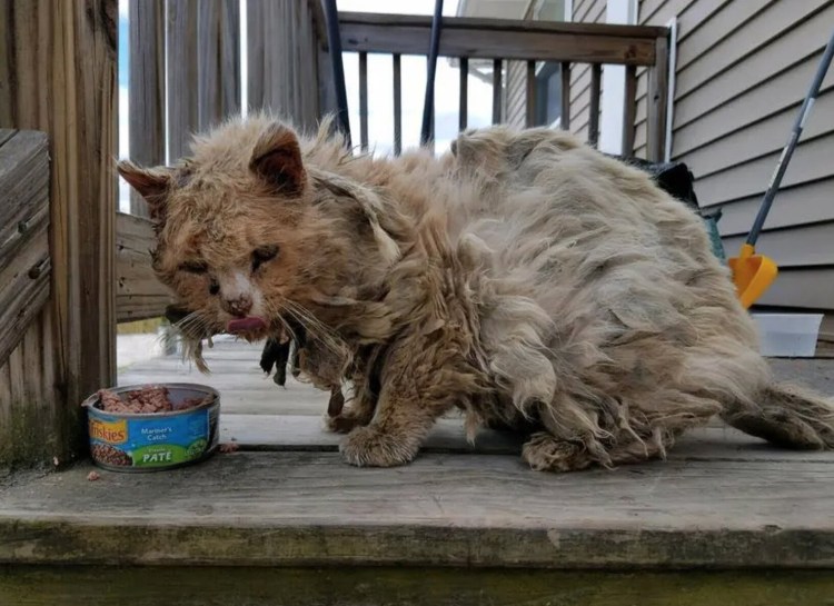 Кошка точит когти